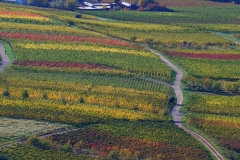 herbstweinberg-bei-briedern-4