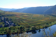 herbstweinberg-bei-briedern-6