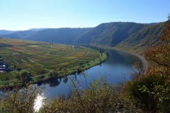 herbstweinberg-bei-briedern-7