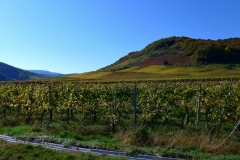 herbstweinberg-bei-poltersdorf-2