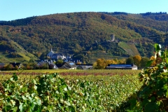herbstweinberg-bei-poltersdorf-3