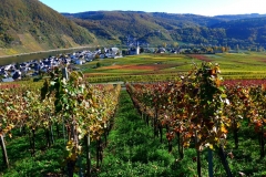 herbstweinberg-bei-poltersdorf-5